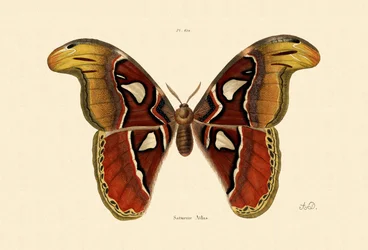 Atlasspinner